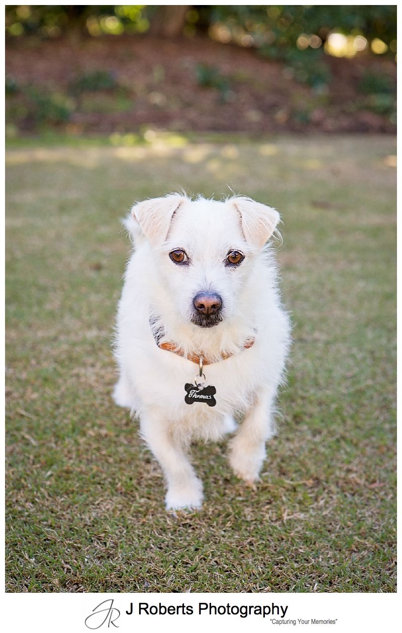 Dog Portrait Photography Sydney Gorgeous Rescue Dog Tom Tom at home Duffys Forest